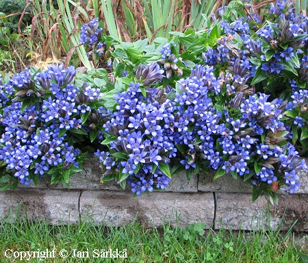 Gentiana septemfida, trmkatkero